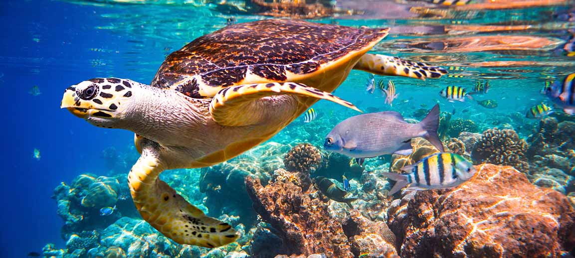Sea Turtle Nesting Season Continues at Sanibel Island : Sundial Beach
