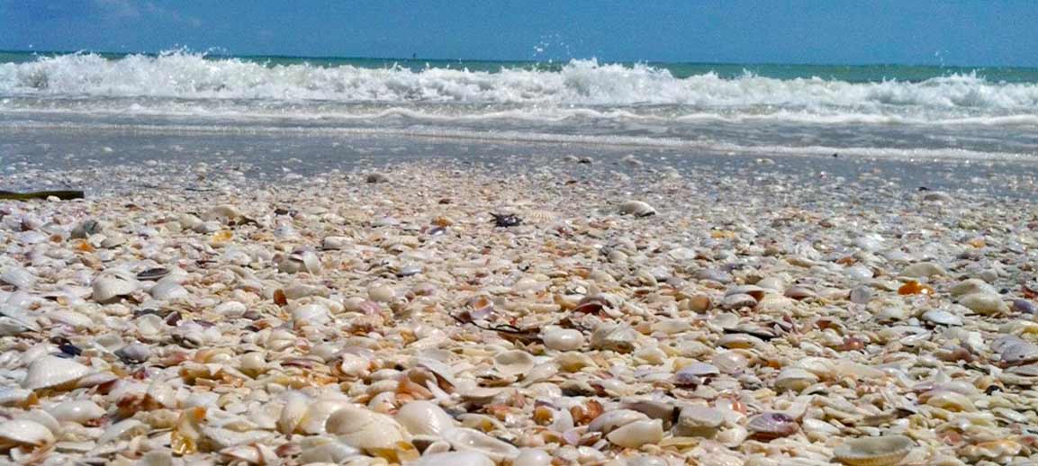 Shell Crafts: Gift a Piece of Sanibel this Holiday - Sundial Beach Resort &  Spa - Sanibel Island, Florida : Sundial Beach Resort & Spa – Sanibel  Island, Florida