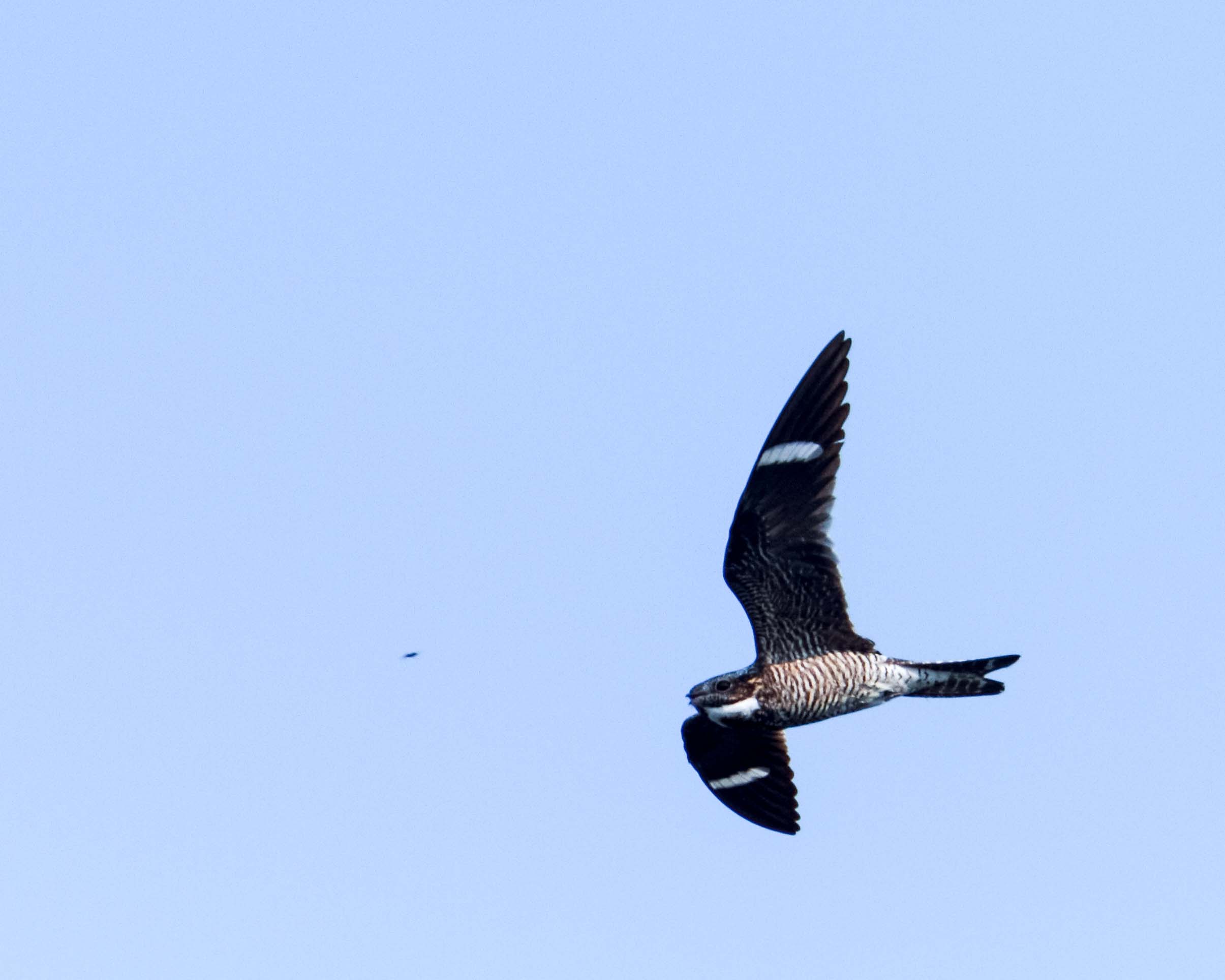 Spot Nocturnal Birds on Sanibel Island - Sundial Beach Resort & Spa ...